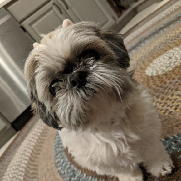 Meet your Posher, Talula - Picture 3 of 3